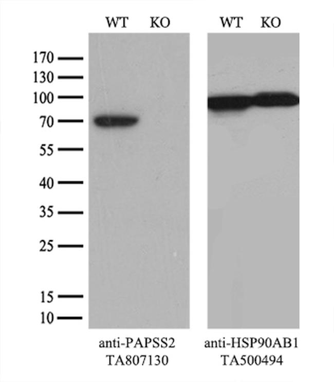 PAPSS2 Antibody in Western Blot (WB)