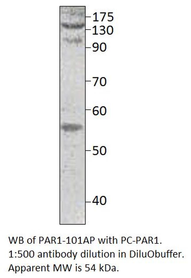 PAR1 Antibody in Western Blot (WB)