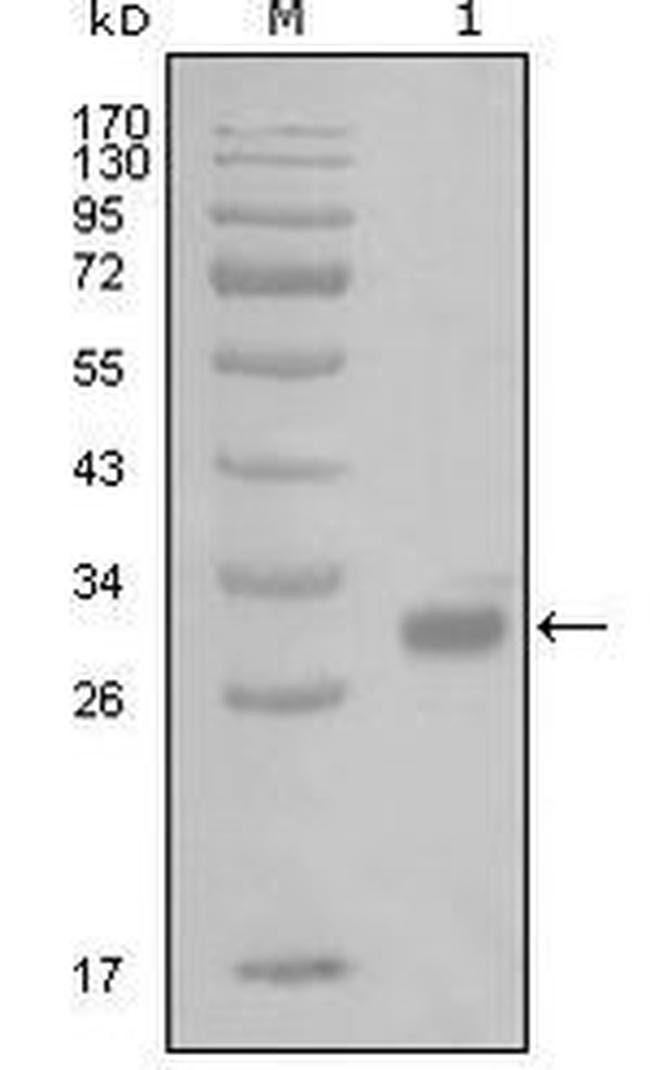 PWAR1 Antibody in Western Blot (WB)