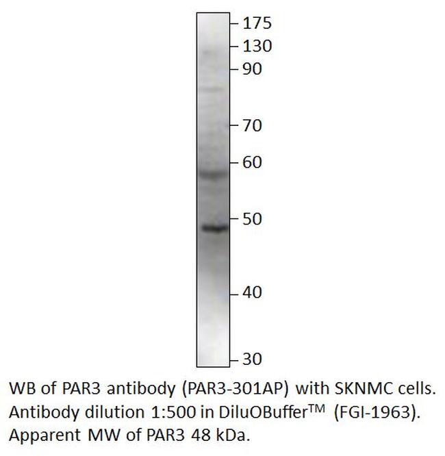 PAR3 Antibody in Western Blot (WB)