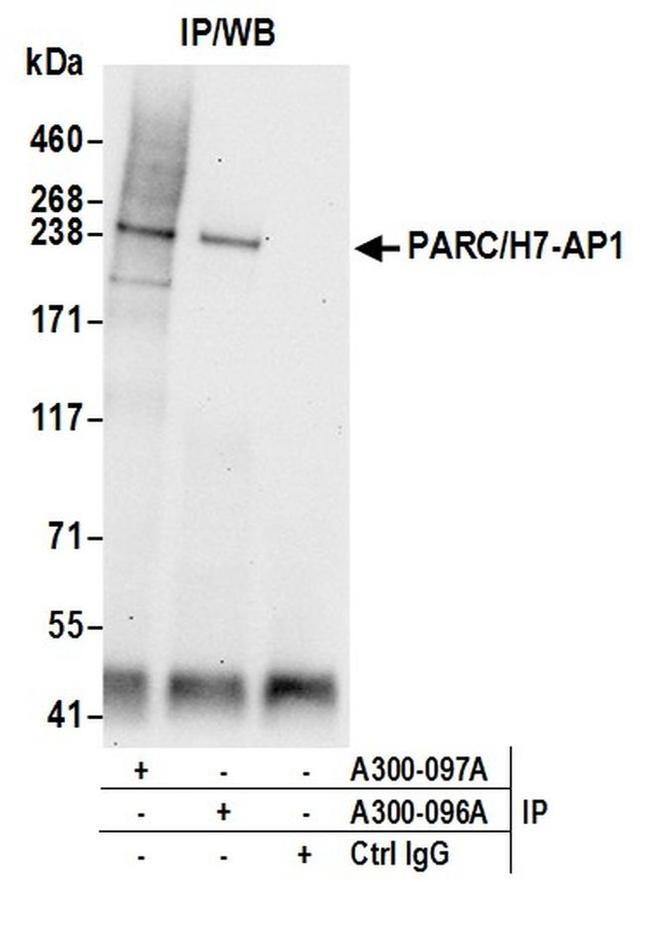 PARC/H7-AP1 Antibody in Western Blot (WB)