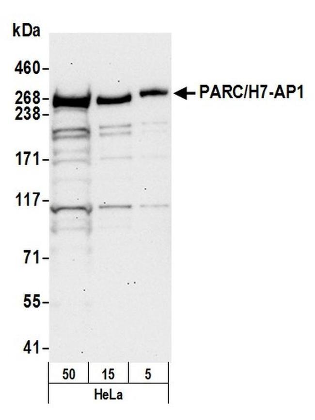 PARC/H7-AP1 Antibody in Western Blot (WB)