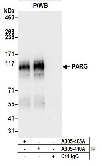 PARG Antibody in Immunoprecipitation (IP)