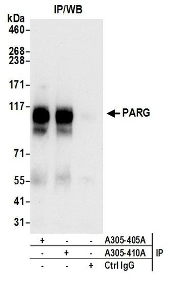 PARG Antibody in Immunoprecipitation (IP)