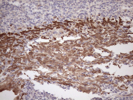 PARG Antibody in Immunohistochemistry (Paraffin) (IHC (P))