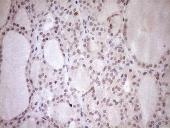 PARG Antibody in Immunohistochemistry (Paraffin) (IHC (P))