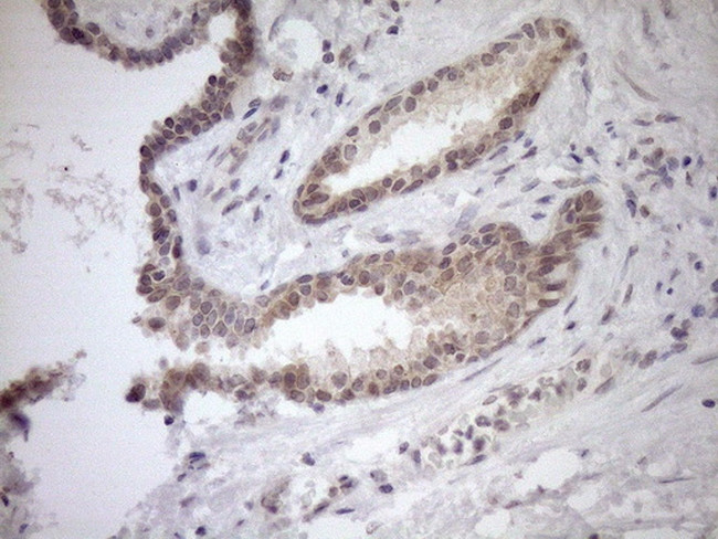 PARG Antibody in Immunohistochemistry (Paraffin) (IHC (P))