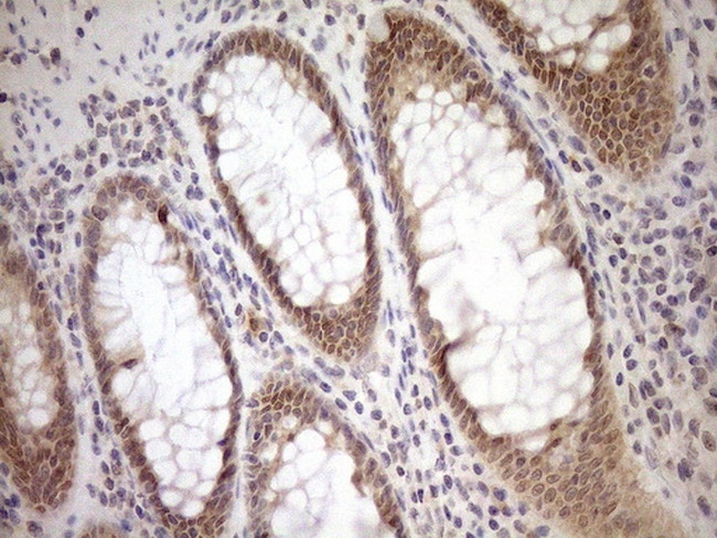 PARG Antibody in Immunohistochemistry (Paraffin) (IHC (P))