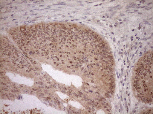 PARG Antibody in Immunohistochemistry (Paraffin) (IHC (P))