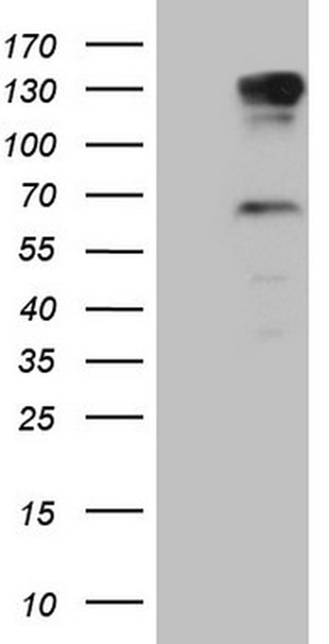 PARG Antibody in Western Blot (WB)