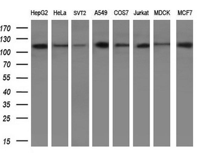 PARG Antibody in Western Blot (WB)