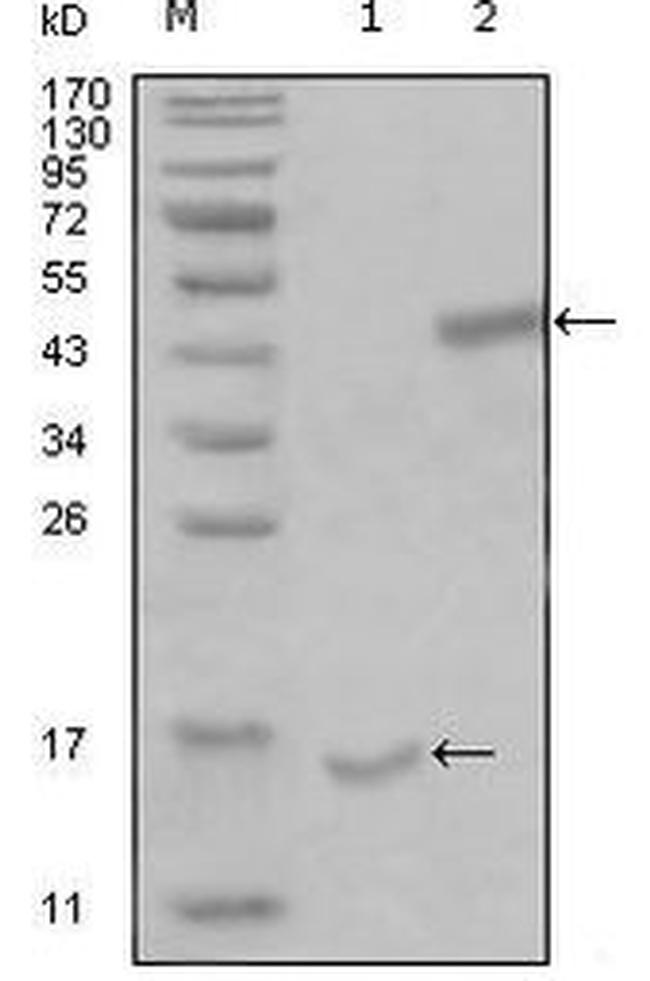 PARL Antibody in Western Blot (WB)