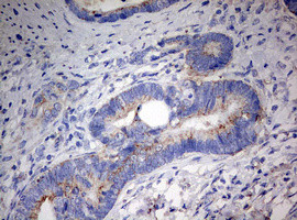 PARN Antibody in Immunohistochemistry (Paraffin) (IHC (P))