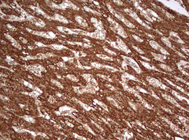 PARN Antibody in Immunohistochemistry (Paraffin) (IHC (P))