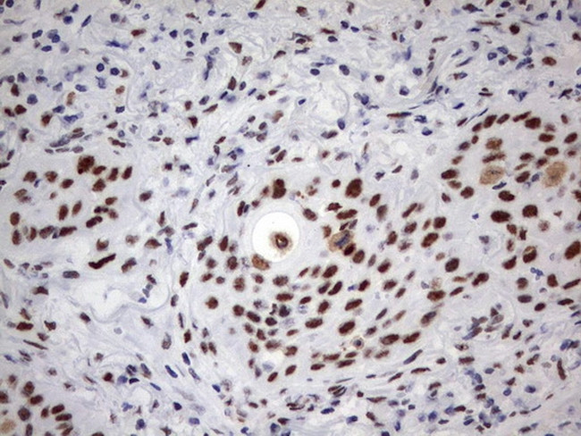 PARN Antibody in Immunohistochemistry (Paraffin) (IHC (P))