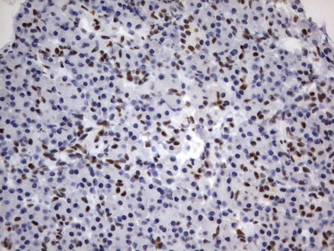 PARN Antibody in Immunohistochemistry (Paraffin) (IHC (P))