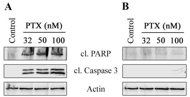 PARP1 Antibody in Western Blot (WB)