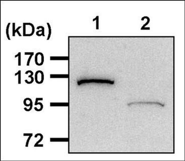 PARP1 Antibody in Western Blot (WB)