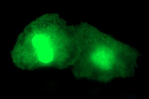 PARVA Antibody in Immunocytochemistry (ICC/IF)