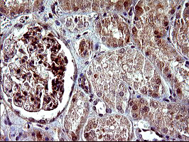 PARVA Antibody in Immunohistochemistry (Paraffin) (IHC (P))