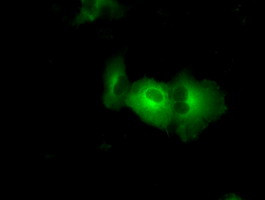 PASK Antibody in Immunocytochemistry (ICC/IF)