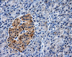 PASK Antibody in Immunohistochemistry (Paraffin) (IHC (P))