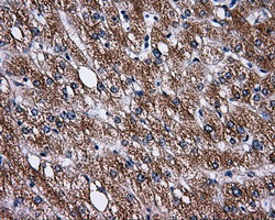 PASK Antibody in Immunohistochemistry (Paraffin) (IHC (P))