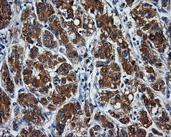 PASK Antibody in Immunohistochemistry (Paraffin) (IHC (P))