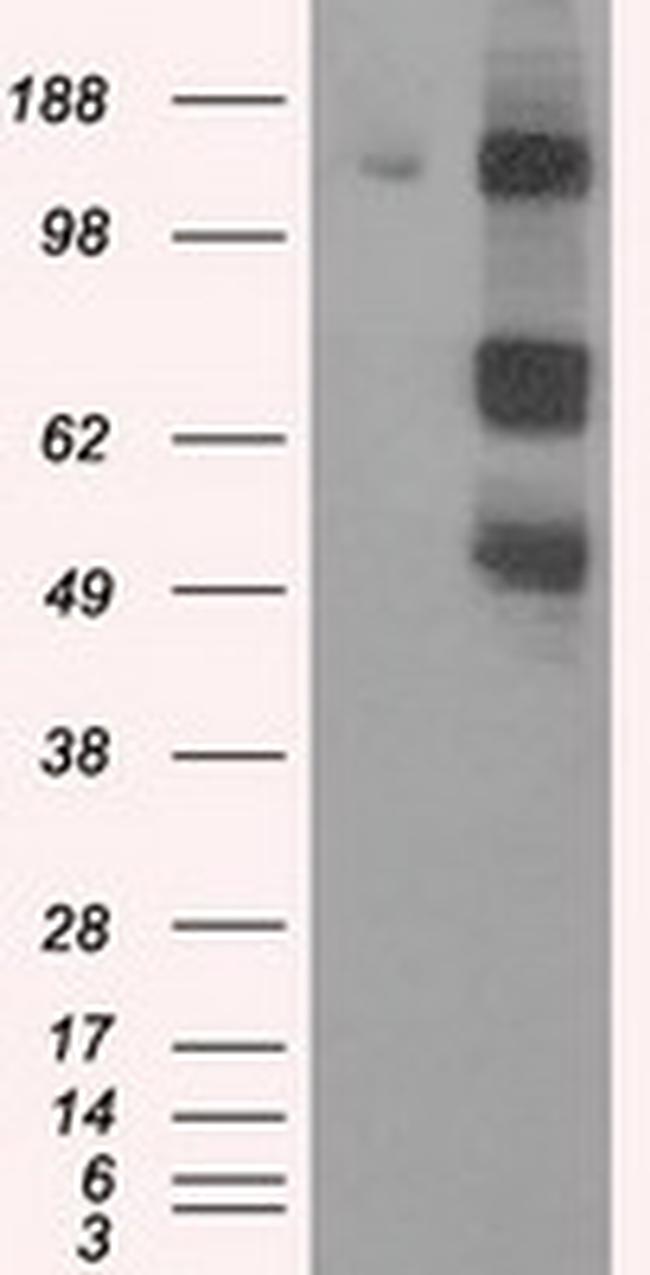 PASK Antibody in Western Blot (WB)