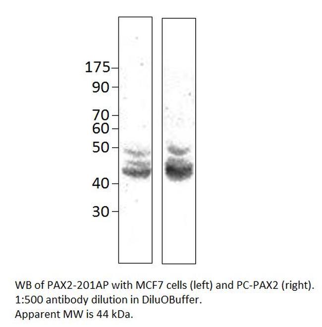 Pax2 Antibody in Western Blot (WB)
