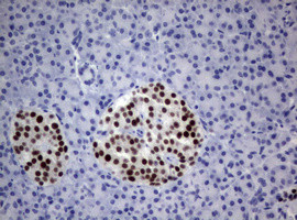 PAX5 Antibody in Immunohistochemistry (Paraffin) (IHC (P))