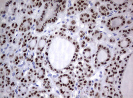 PAX5 Antibody in Immunohistochemistry (Paraffin) (IHC (P))