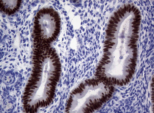 PAX5 Antibody in Immunohistochemistry (Paraffin) (IHC (P))