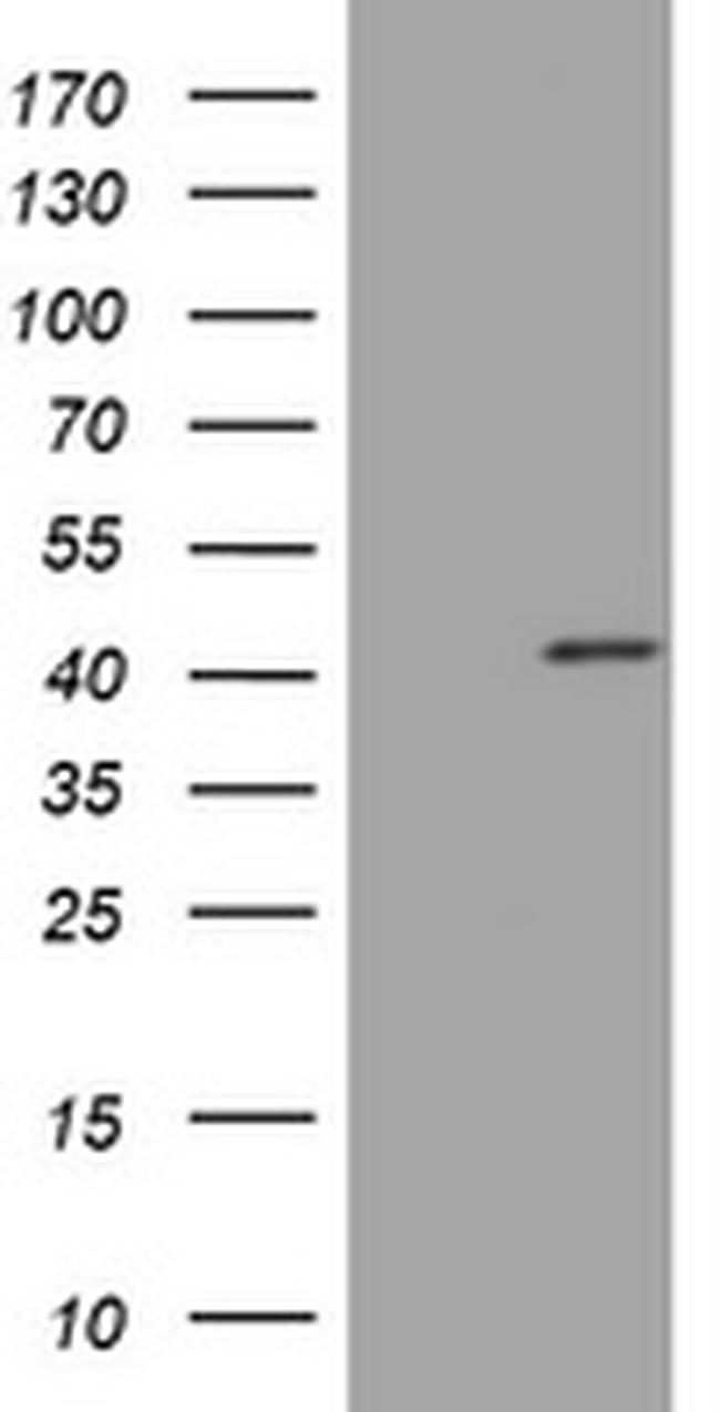 PAX5 Antibody in Western Blot (WB)