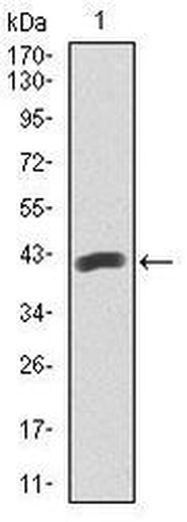 PAX5 Antibody in Western Blot (WB)