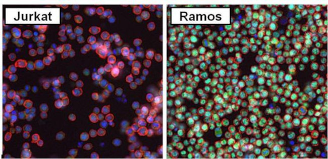 PAX5 Antibody in Immunocytochemistry (ICC/IF)