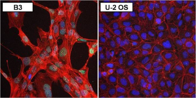 PAX6 Antibody in Immunocytochemistry (ICC/IF)