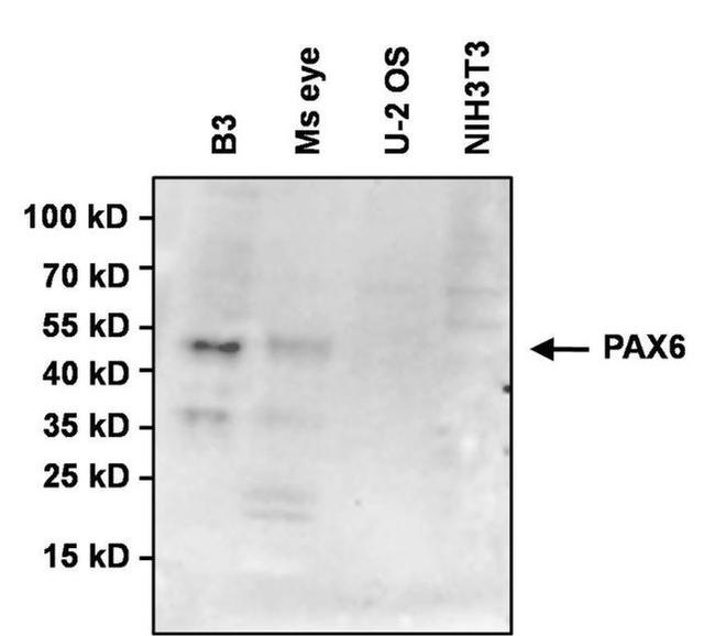 PAX6 Antibody in Western Blot (WB)