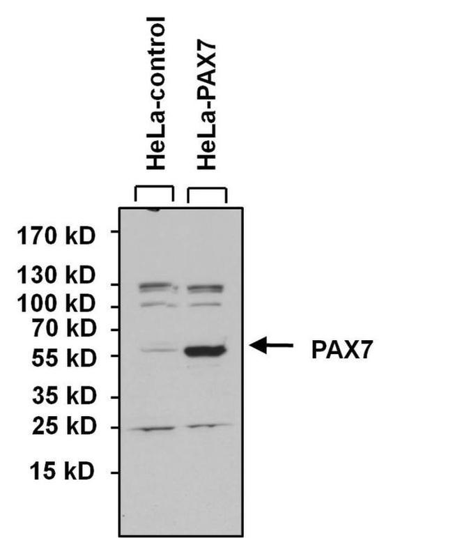 PAX7 Antibody in Western Blot (WB)