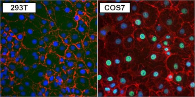 PAX8 Antibody in Immunocytochemistry (ICC/IF)