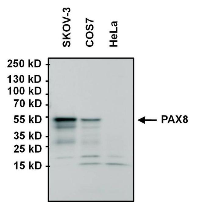 PAX8 Antibody in Western Blot (WB)