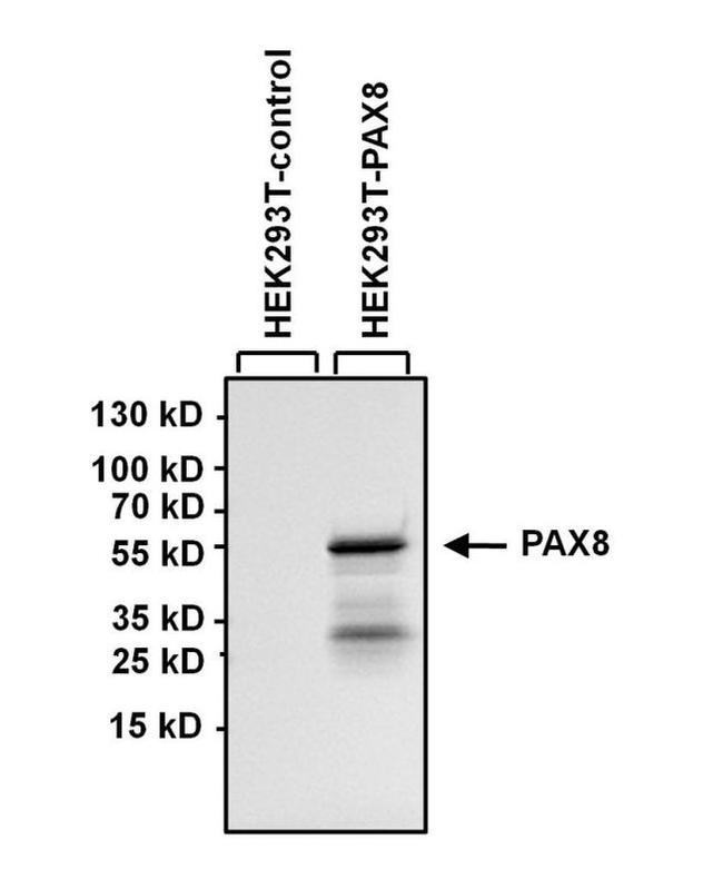 PAX8 Antibody in Western Blot (WB)