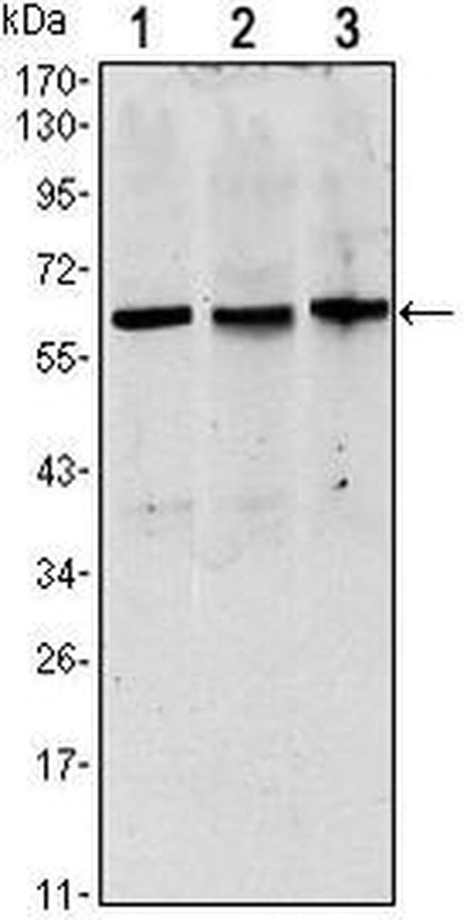 PAX8 Antibody in Western Blot (WB)