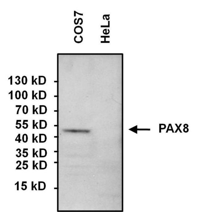 PAX8 Antibody in Western Blot (WB)