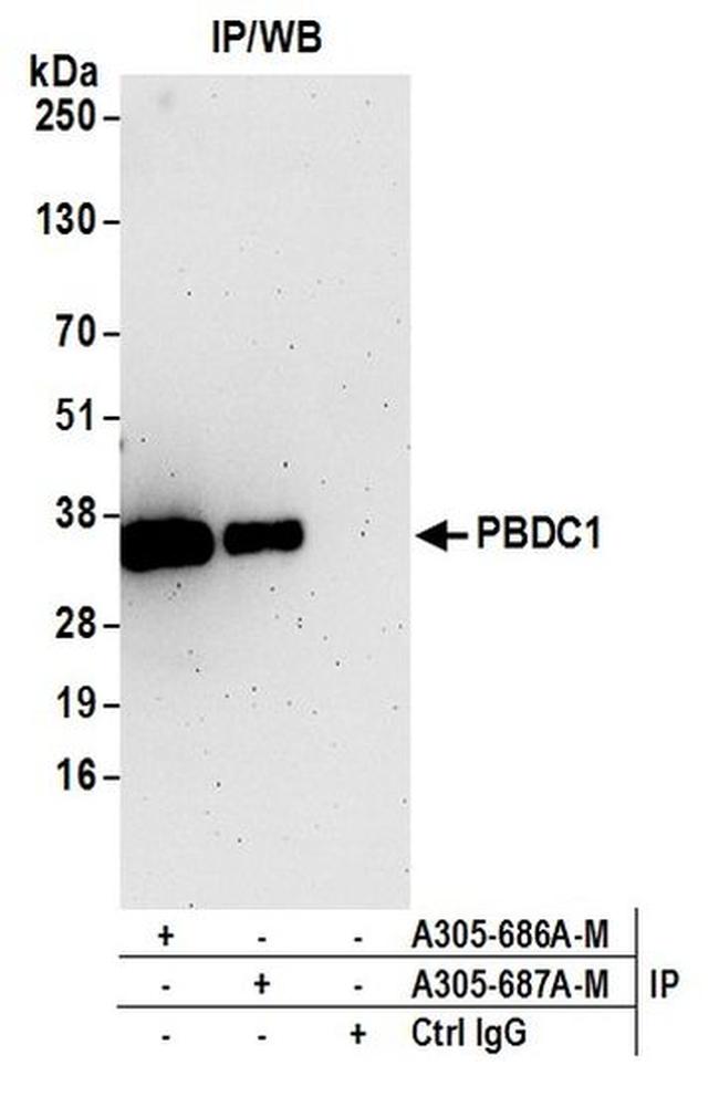 PBDC1 Antibody in Western Blot (WB)