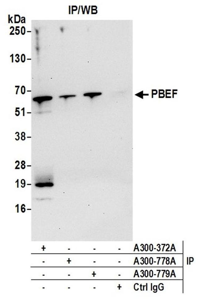 NAMPT/PBEF/Visfatin Antibody in Western Blot (WB)