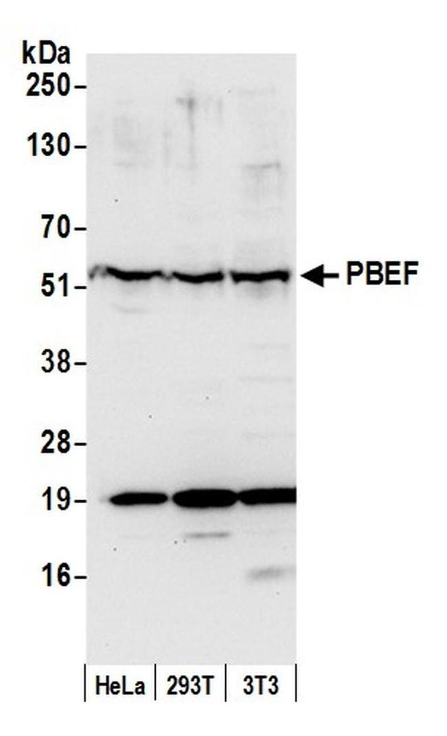 NAMPT/PBEF/Visfatin Antibody in Western Blot (WB)