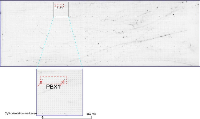 PBX1 Antibody in Peptide array (ARRAY)