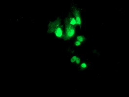 PBX1 Antibody in Immunocytochemistry (ICC/IF)