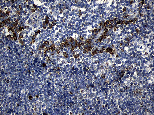 PCCA Antibody in Immunohistochemistry (Paraffin) (IHC (P))